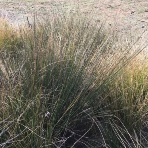 Carex tereticaulis at Majura, ACT - 9 Oct 2019