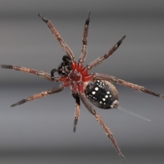 Mituliodon tarantulinus (Prowling Spider) at Evatt, ACT - 9 Oct 2019 by TimL