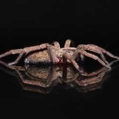 Mituliodon tarantulinus at Evatt, ACT - 9 Oct 2019