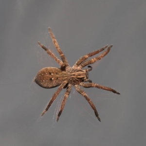 Mituliodon tarantulinus at Evatt, ACT - 9 Oct 2019 02:30 PM