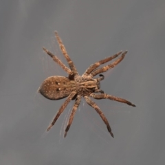 Mituliodon tarantulinus at Evatt, ACT - 9 Oct 2019