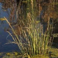 Carex appressa (Tall Sedge) at Monash, ACT - 2 Oct 2019 by michaelb