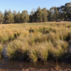 Carex appressa at Monash, ACT - 2 Oct 2019