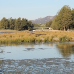 Carex appressa at Monash, ACT - 2 Oct 2019