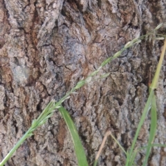 Ehrharta erecta (Panic Veldtgrass) at Monash, ACT - 2 Oct 2019 by michaelb