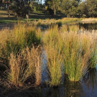 Juncus (genus) (A Rush) at Monash, ACT - 2 Oct 2019 by MichaelBedingfield