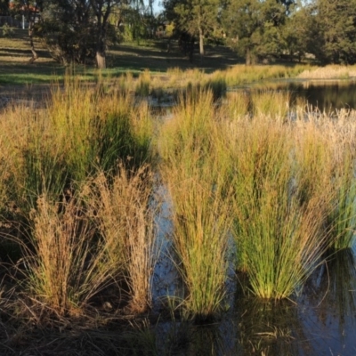 Juncus sp. (A Rush) at Tuggeranong Creek to Monash Grassland - 2 Oct 2019 by michaelb