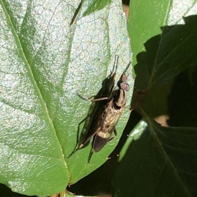 Ectinorhynchus sp. (genus) (A Stiletto Fly) at Aranda, ACT - 10 Oct 2019 by Jubeyjubes