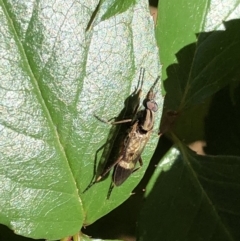 Ectinorhynchus sp. (genus) (A Stiletto Fly) at Aranda, ACT - 9 Oct 2019 by Jubeyjubes