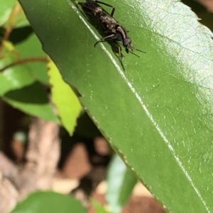 Ectinorhynchus sp. (genus) at Aranda, ACT - 10 Oct 2019 09:55 AM