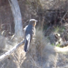 Cacomantis flabelliformis (Fan-tailed Cuckoo) at Namadgi National Park - 9 Oct 2019 by Christine