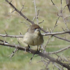 Aphelocephala leucopsis (Southern Whiteface) at Tharwa, ACT - 9 Oct 2019 by Christine