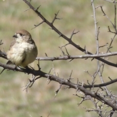 Aphelocephala leucopsis at suppressed - 9 Oct 2019