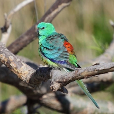 Psephotus haematonotus (Red-rumped Parrot) at Fyshwick, ACT - 8 Oct 2019 by TimL