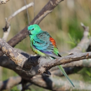 Psephotus haematonotus at Fyshwick, ACT - 8 Oct 2019