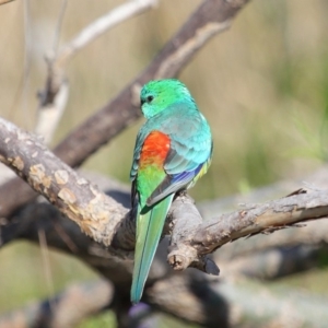 Psephotus haematonotus at Fyshwick, ACT - 8 Oct 2019 08:55 AM