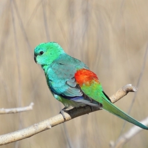 Psephotus haematonotus at Fyshwick, ACT - 8 Oct 2019