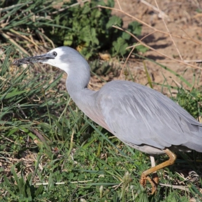 Egretta novaehollandiae (White-faced Heron) at Jerrabomberra Wetlands - 7 Oct 2019 by Tim L