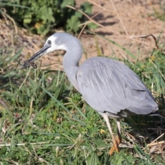 Egretta novaehollandiae at Fyshwick, ACT - 8 Oct 2019