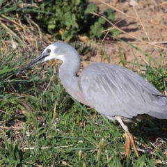 Egretta novaehollandiae at Fyshwick, ACT - 8 Oct 2019 08:18 AM