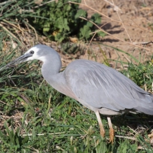 Egretta novaehollandiae at Fyshwick, ACT - 8 Oct 2019