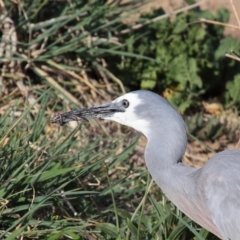 Egretta novaehollandiae at Fyshwick, ACT - 8 Oct 2019