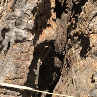 Pogona barbata (Eastern Bearded Dragon) at Franklin, ACT - 10 Oct 2019 by Jubeyjubes