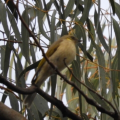 Ptilotula fusca (Fuscous Honeyeater) at Namadgi National Park - 5 Oct 2019 by MatthewFrawley