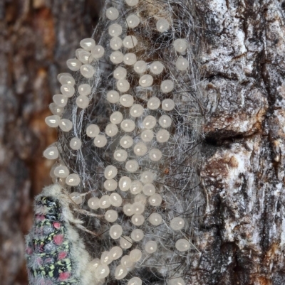 Anestia (genus) (A tiger moth) at Kambah, ACT - 10 Oct 2019 by Marthijn