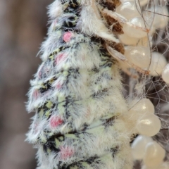 Anestia (genus) at Kambah, ACT - 11 Oct 2019