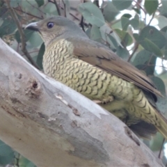 Ptilonorhynchus violaceus (Satin Bowerbird) at Isaacs, ACT - 10 Oct 2019 by Jpflett@tpg.com.au