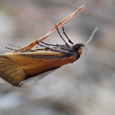 Philobota undescribed species near arabella (A concealer moth) at Kuringa Woodlands - 10 Oct 2019 by Laserchemisty