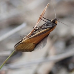 Philobota undescribed species near arabella at Fraser, ACT - 10 Oct 2019