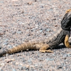 Pogona barbata (Eastern Bearded Dragon) at Paddys River, ACT - 6 Oct 2019 by SWishart