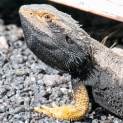 Pogona barbata at Paddys River, ACT - 6 Oct 2019