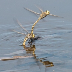 Anax papuensis (Australian Emperor) at Paddys River, ACT - 6 Oct 2019 by SWishart