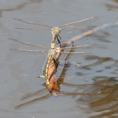 Anax papuensis at Paddys River, ACT - 6 Oct 2019 02:04 PM