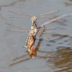 Anax papuensis at Paddys River, ACT - 6 Oct 2019 02:04 PM