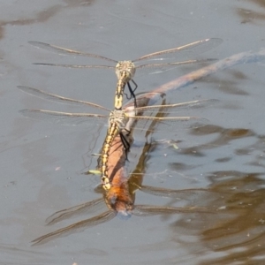 Anax papuensis at Paddys River, ACT - 6 Oct 2019
