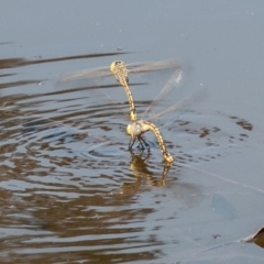 Anax papuensis at Paddys River, ACT - 6 Oct 2019 02:04 PM