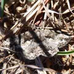 Unplaced externaria (Mahogany Bark Moth (formerly Hypomecis externaria)) at Upper Stranger Pond - 9 Oct 2019 by Christine