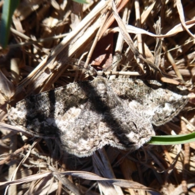 Unplaced externaria (Mahogany Bark Moth) at Bonython, ACT - 9 Oct 2019 by Christine