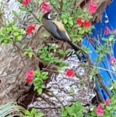 Acanthorhynchus tenuirostris (Eastern Spinebill) at Black Flat at Corrowong - 10 Oct 2019 by BlackFlat