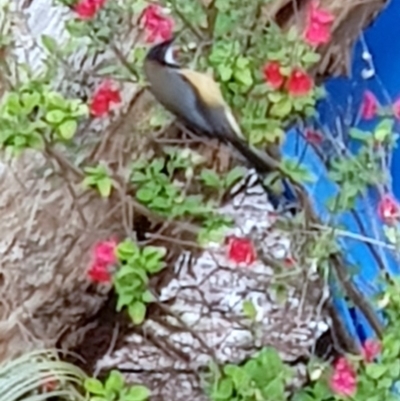 Acanthorhynchus tenuirostris (Eastern Spinebill) at Black Flat at Corrowong - 10 Oct 2019 by BlackFlat