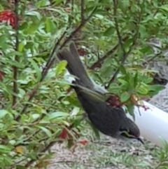 Caligavis chrysops (Yellow-faced Honeyeater) at Black Flat at Corrowong - 10 Oct 2019 by BlackFlat