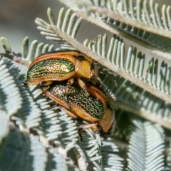 Calomela bartoni (Acacia Leaf Beetle) at Paddys River, ACT - 7 Oct 2019 by SWishart