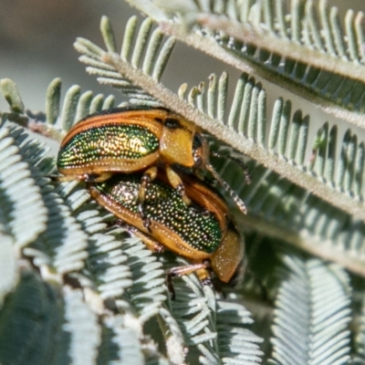 Calomela bartoni (Acacia Leaf Beetle) at Tidbinbilla Nature Reserve - 7 Oct 2019 by SWishart