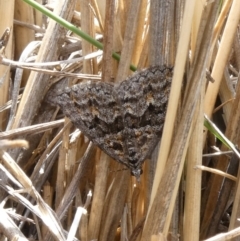 Dichromodes diffusaria (Disbursed Heath Moth) at Tuggeranong Hill - 10 Oct 2019 by owenh