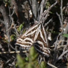 Dichromodes confluaria (Ceremonial Heath Moth) at Theodore, ACT - 10 Oct 2019 by Owen