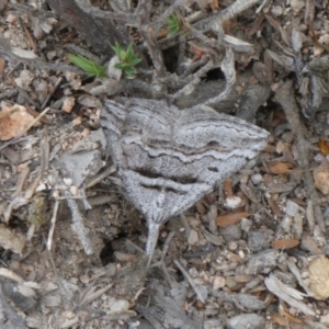 Dichromodes consignata at Theodore, ACT - 10 Oct 2019